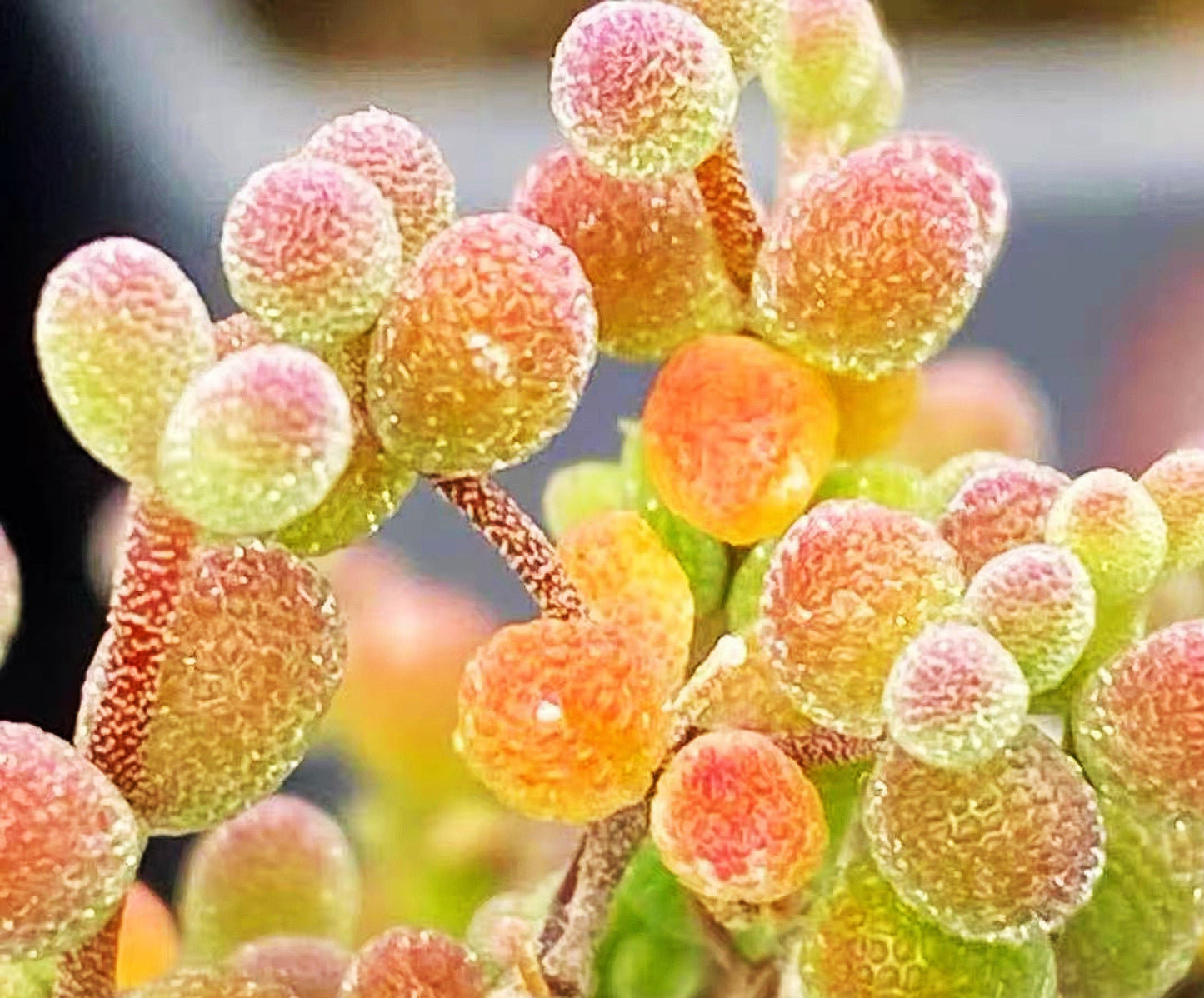 10 Seeds Drosanthemum globosum Very Rare Succulent Seed Pink Succulents Meaty Plants