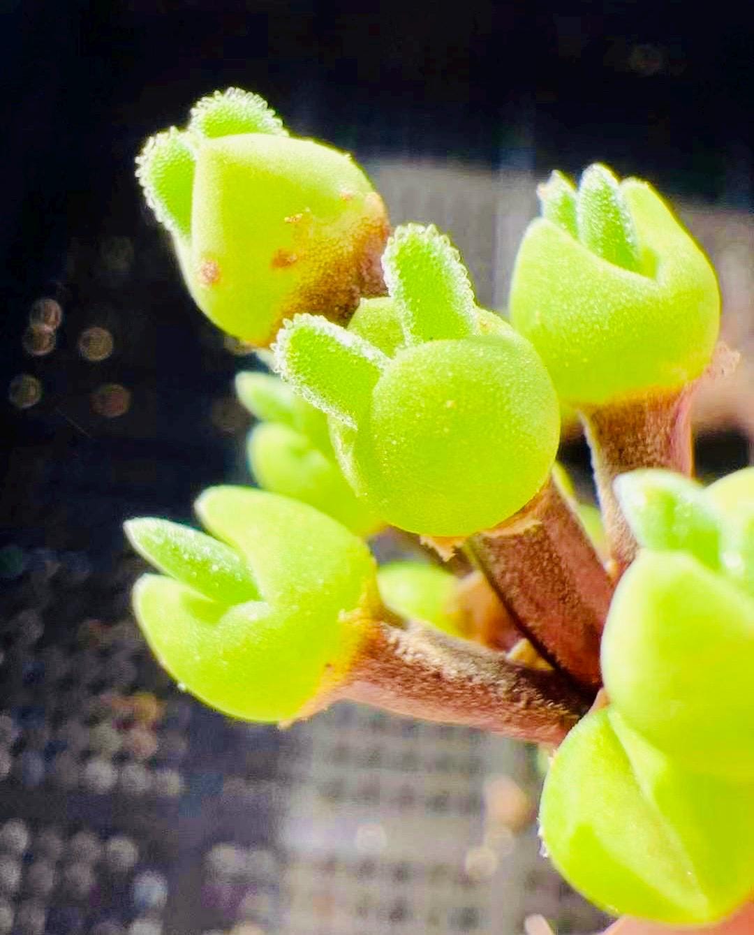 10 Seeds Dicrocaulon ramulosum Very Popular Succulent Seed Pink Succulents Meaty Plants