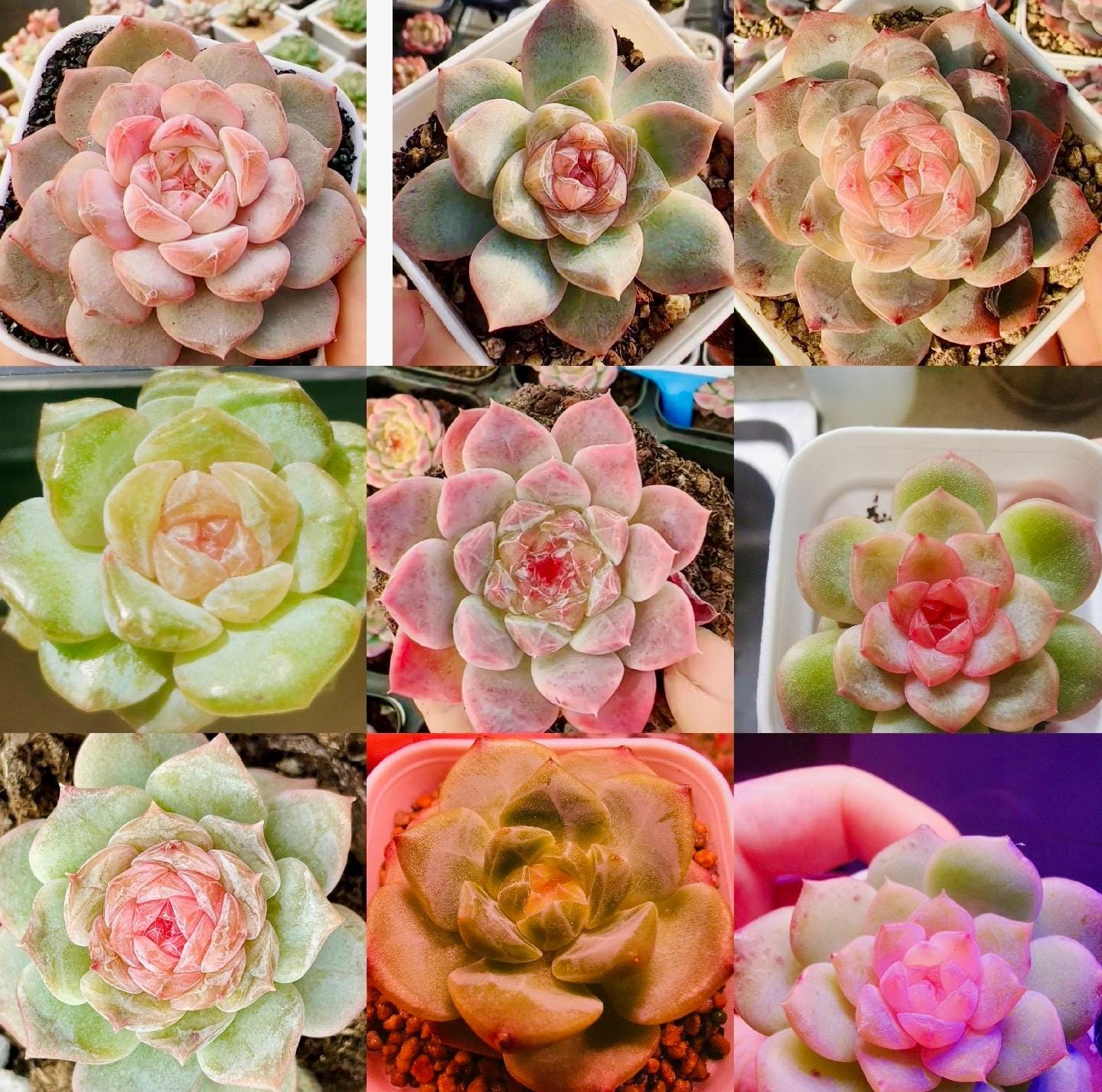10 Seeds MIX Echeveria Candy Heart collection New Hybrids Mix Succulent Seed Purple Succulents Meaty Plants