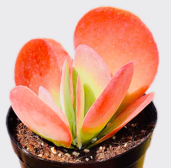 10 Seeds Kalanchoe thyrsiflora Succulent Seed Pink Succulents Meaty Plants seeds