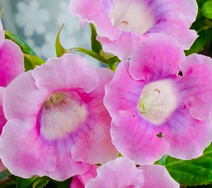 10 Seeds Mix Gloxinia Sinningia Speciosa Hybrid: Pink, Purple, Red Blooms