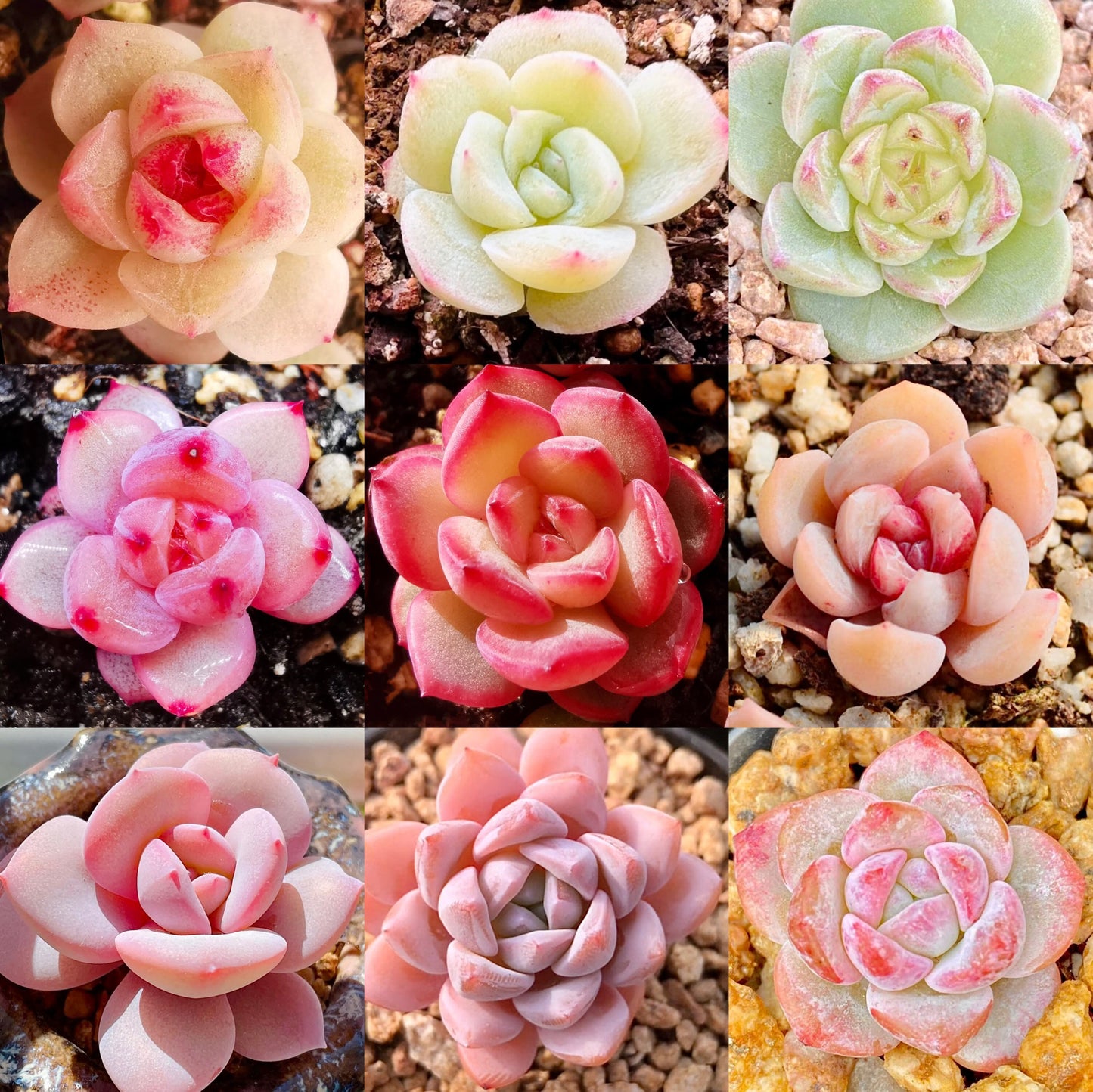 10 Seeds MIX Echeveria Monroe hybrid sp Rare Succulent Seed Hybrid Pink Succulents Meaty Plants seeds