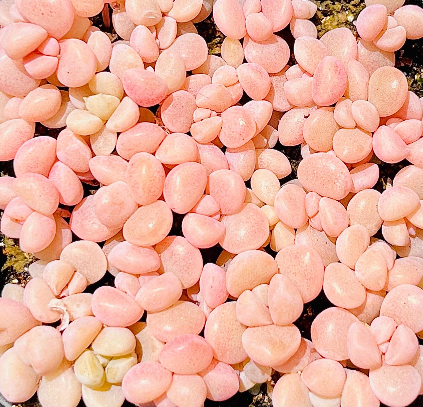 10 seeds Graptopetalum mendozae X Echeveria Laui New Hybrid Hybrids Seed Rare Succulent Plant