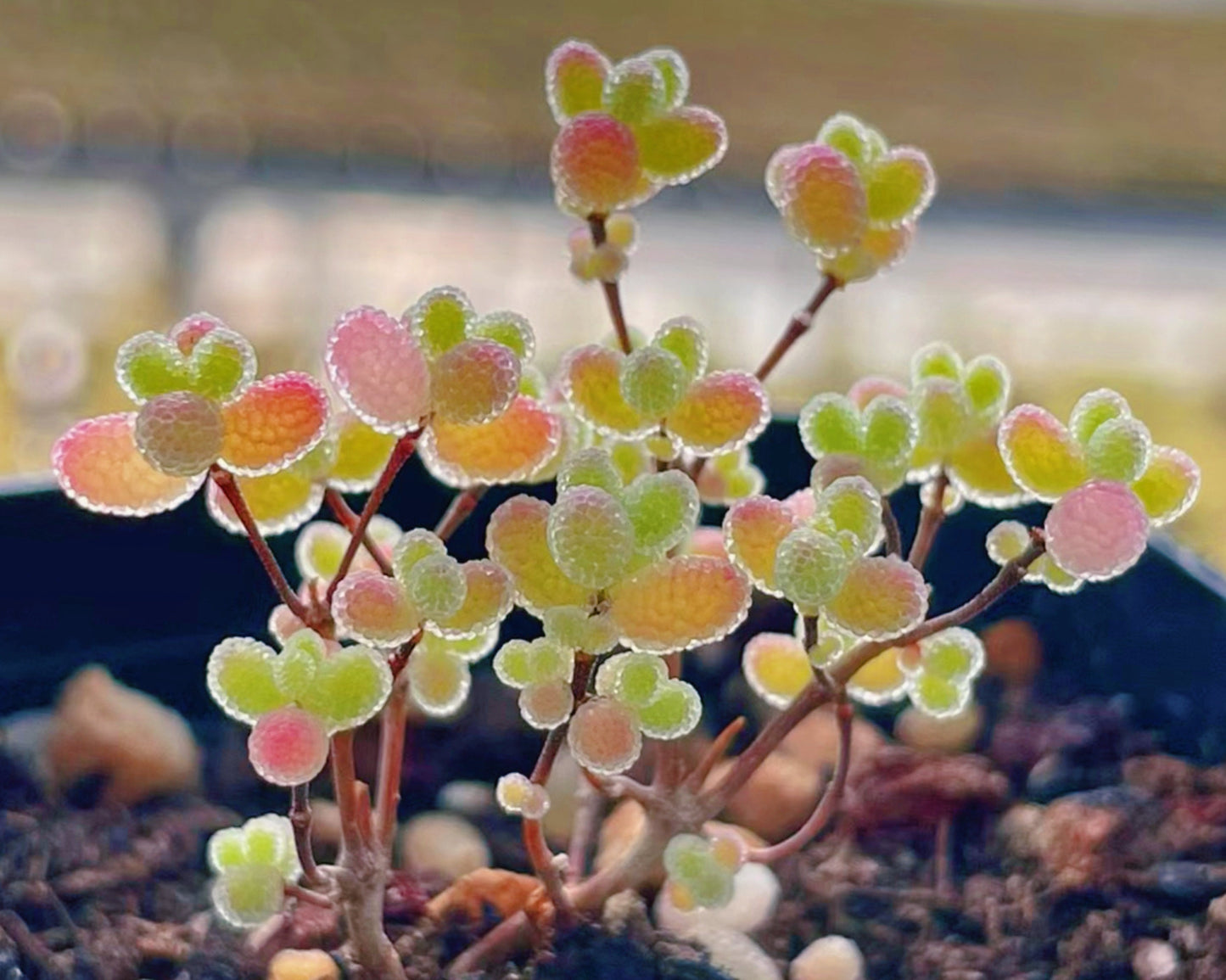 10 Seeds Drosanthemum globosum Very Rare Succulent Seed Pink Succulents Meaty Plants