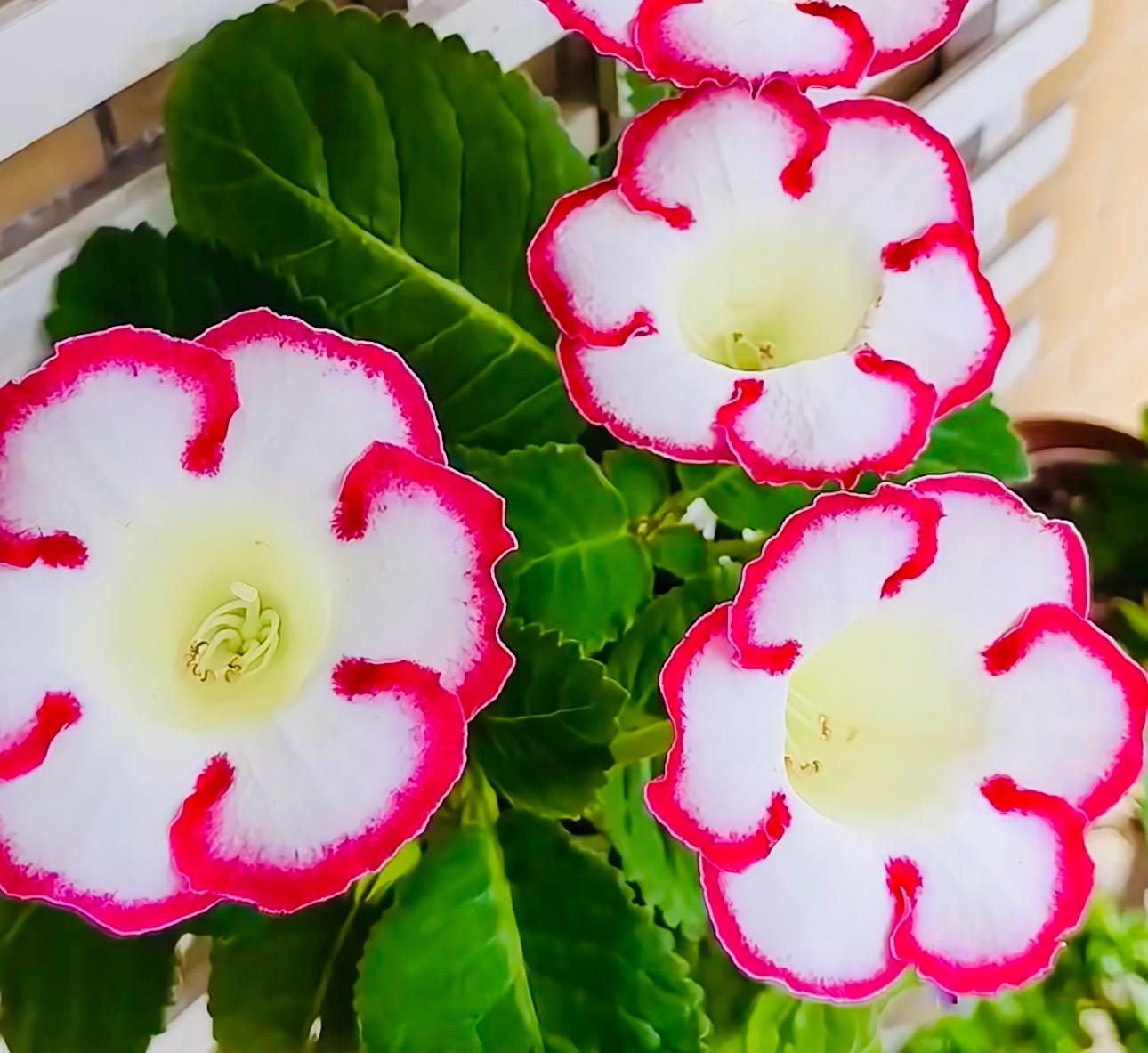 10 Seeds of Rare Gloxinia Sinningia Speciosa 'Pink Loop' Hybrid | Pink Blooms, Collector's Choice | Premium Easy-Care Houseplant