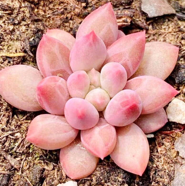 10 Seeds Echeveria Romeo rubin X Pachyphytum ‘Baby Finger’ New hybrid Rare Succulent Plant