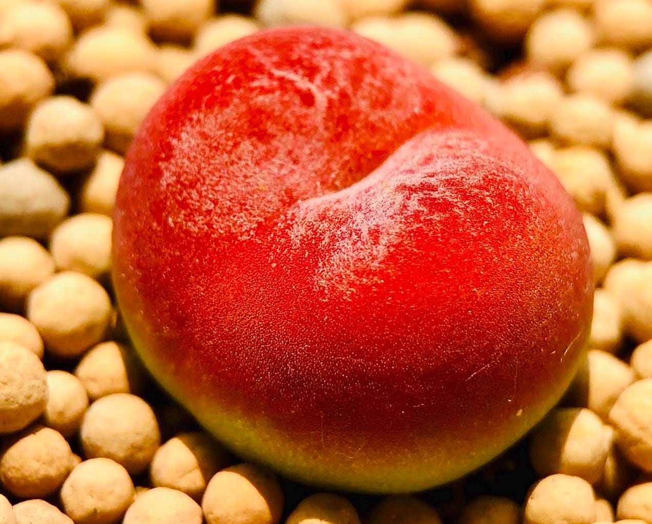 10 Seeds maughanii ssp armeniacum Maerpoort red plums(1430.5)Rare Succulent Seed Pink Succulents Meaty Plants Living stone