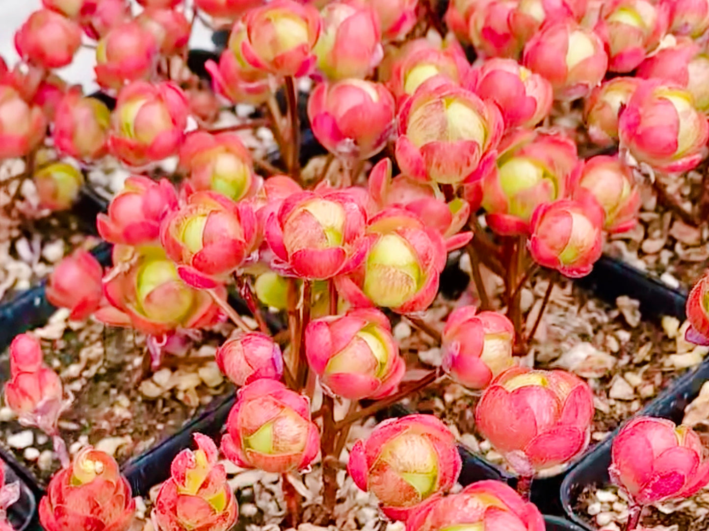 10 Seeds Aeonium saundersii Rare Succulent Seed Pink Succulents Meaty Plants