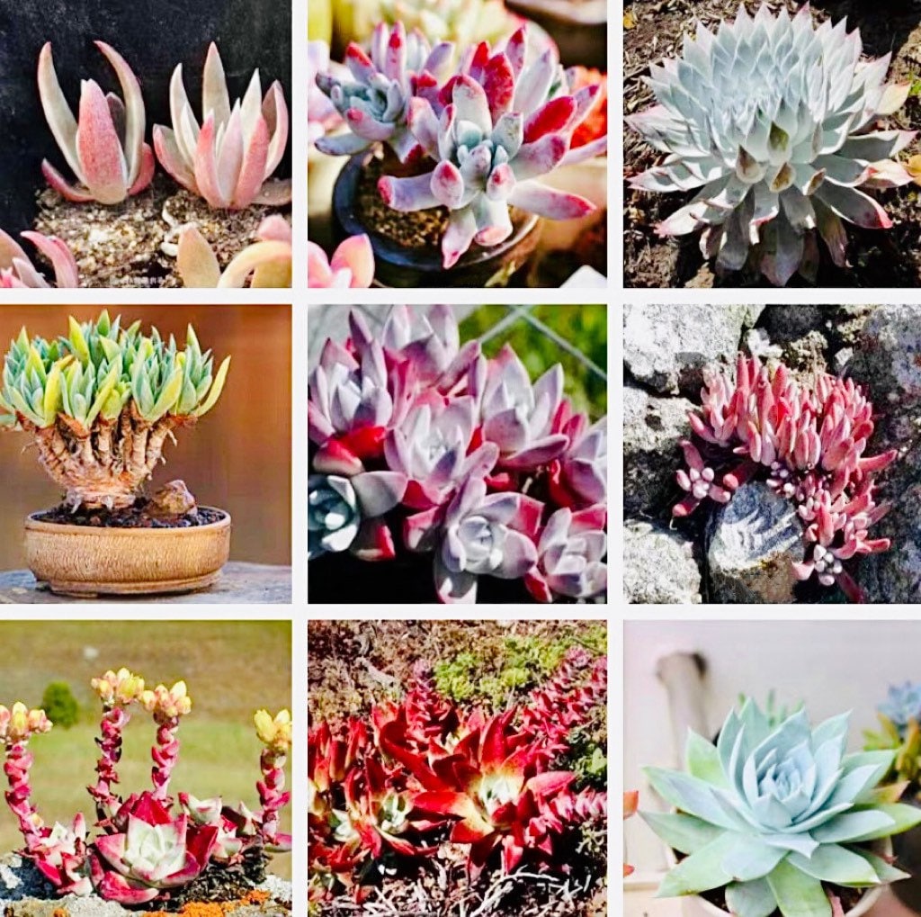 10 Seeds Mix Dudleya sp Rare Succulent Seed Pink Plant Flower Succulents Meaty Plants Living stone