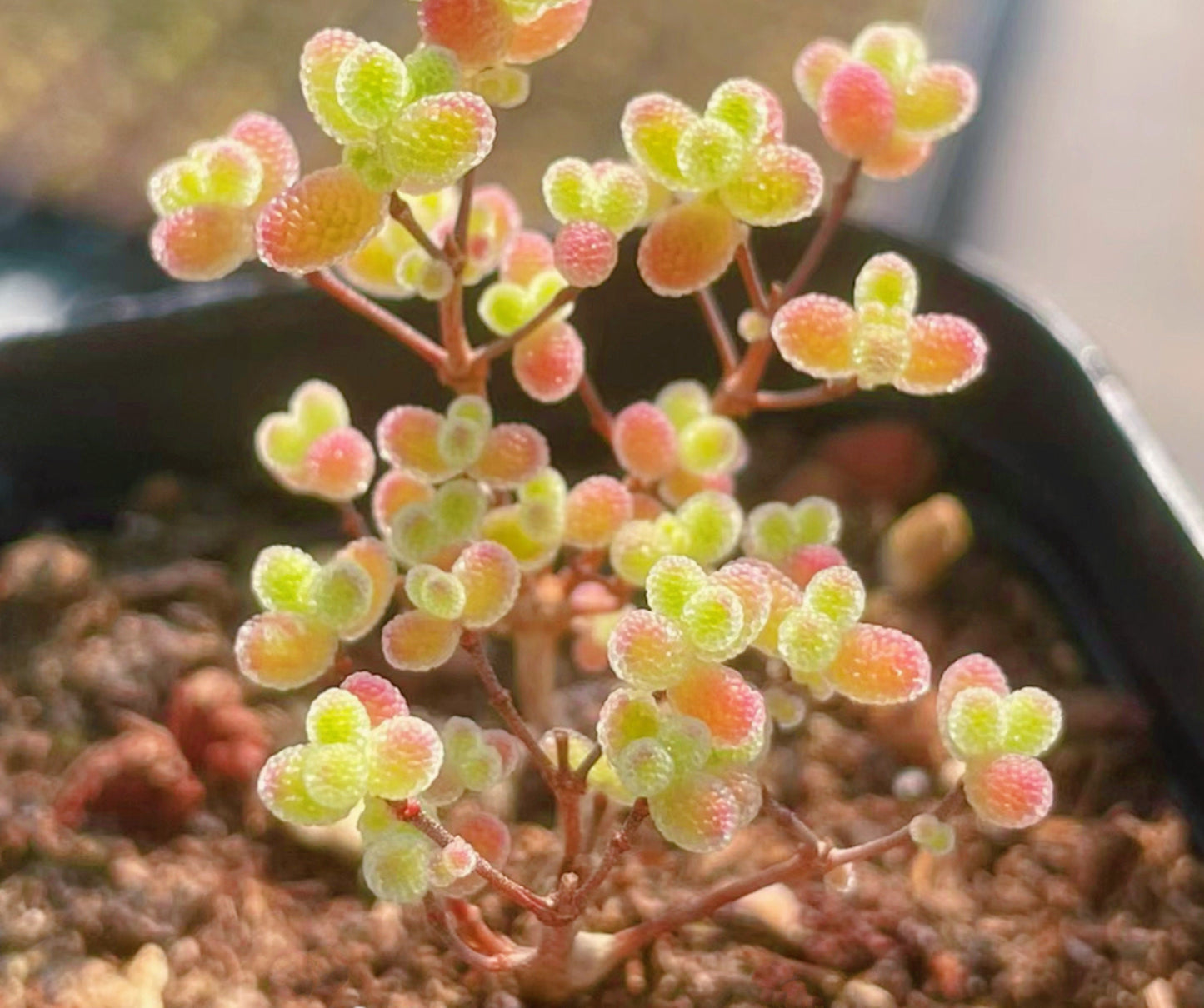 10 Seeds Drosanthemum globosum Very Rare Succulent Seed Pink Succulents Meaty Plants