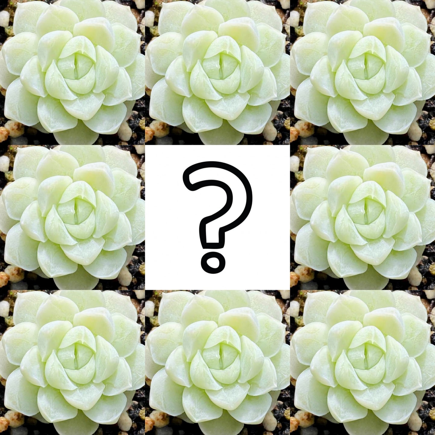 10 Seeds MIX Echeveria Alba hybrid sp rare Succulent Seed Pink Succulents Meaty Plants