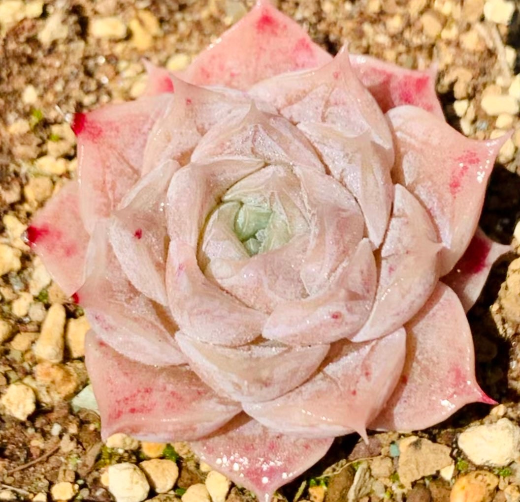 10 Seeds Echeveria hyaliana X Monroe New Hyalina Hybrid Seed Rare Succulent Pink Flower Succulents Meaty Plants