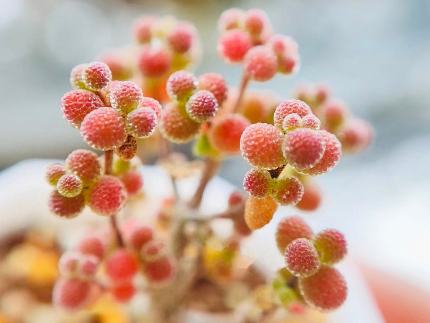 10 Seeds Drosanthemum sp 6 k sw Kliprand (rice gram) Very Rare Succulent Seed Pink Succulents Meaty Plants