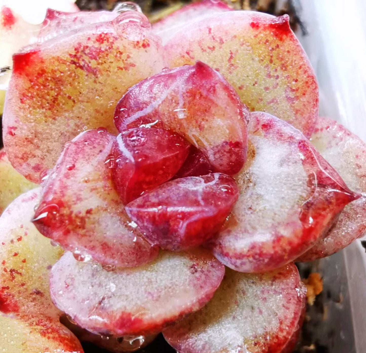 10 Seeds Echeveria Blood Maria (Black Queen, Black rose) X Chihuahuaensis Hybrids Succulent Plant