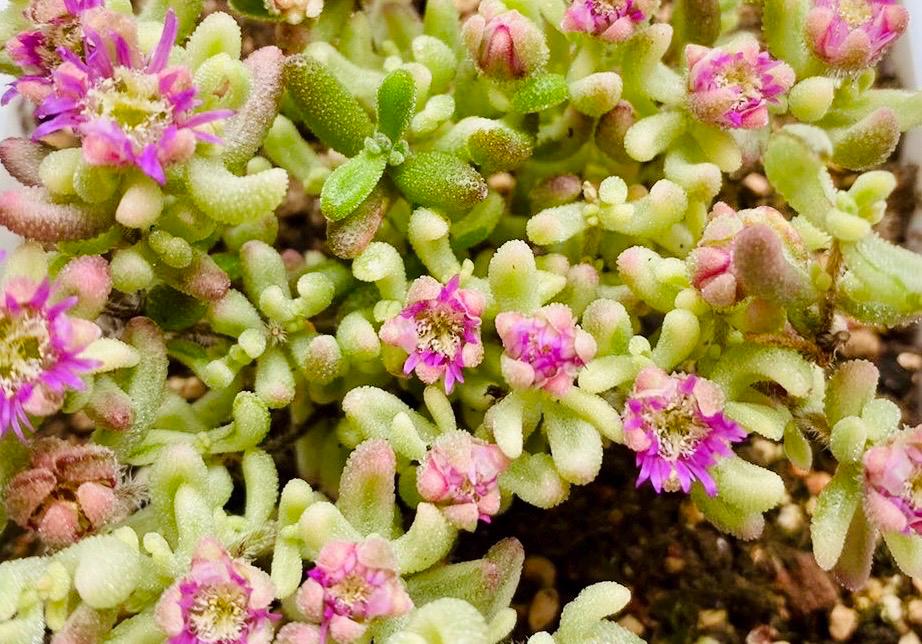 10 Seeds Drosanthemum stokoei VARIEGATED Very Rare Succulent Seed Pink Succulents Meaty Plants