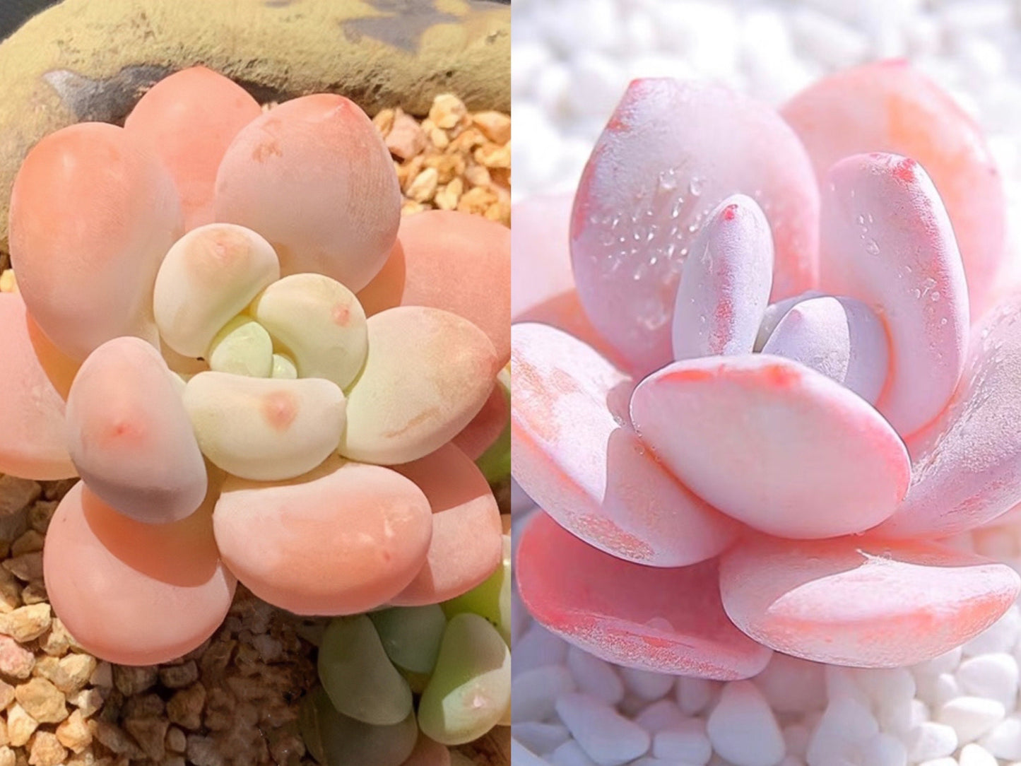 10 Seeds xPachyveria 'Elaine' X Echeveria ‘pink laui’ Rare hybrid New hybrids Succulent Plant