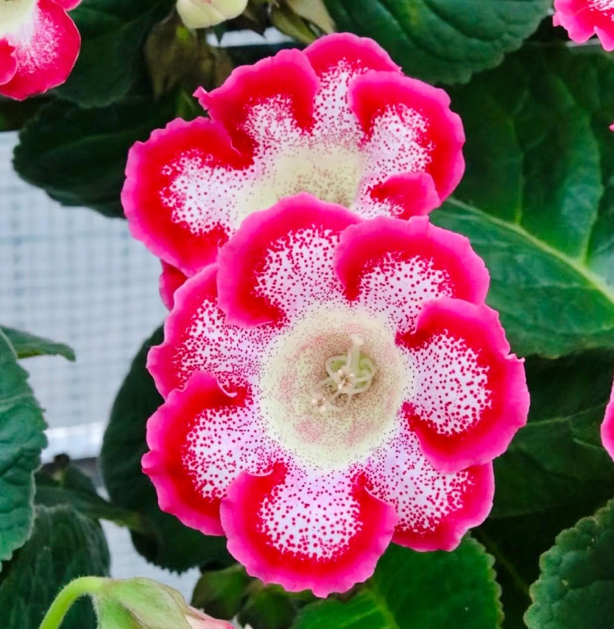 10 Seeds Mix Gloxinia Sinningia Speciosa Hybrid: Pink, Purple, Red Blooms