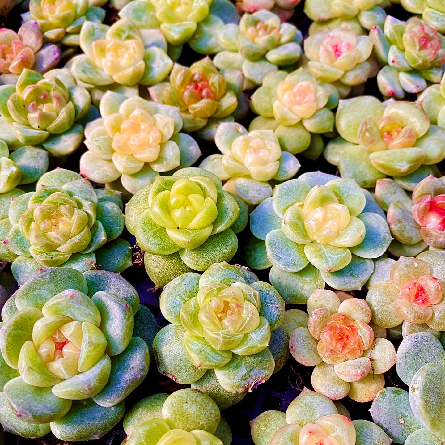 50 seeds Succulent Echeveria Hybrid Mix – Colorful Varieties – Easy to Grow