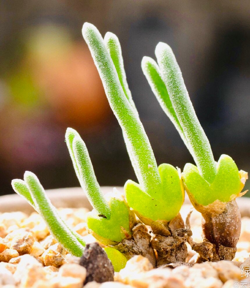 10 Seeds Monilaria moniliformis ‘Bunny Ear’/ ‘String of Pearls Rare’ Succulent Seed Living Stones Pink Purple Succulents Meaty Plants