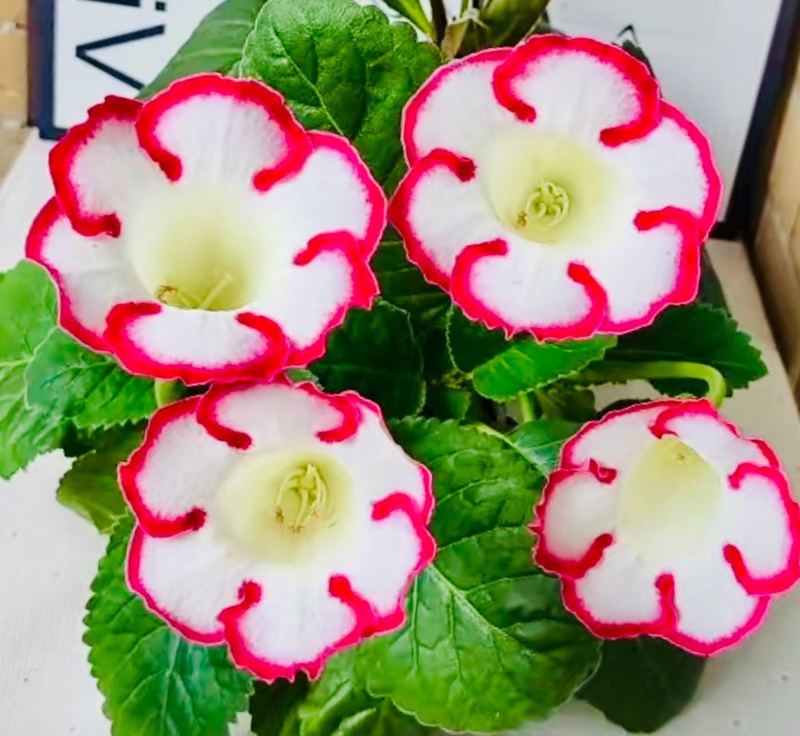 10 Seeds Mix Gloxinia Sinningia Speciosa Hybrid: Pink, Purple, Red Blooms