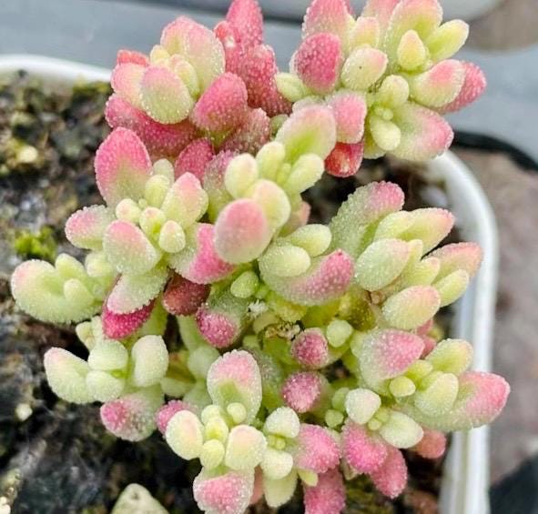 10 Seeds Drosanthemum stokoei VARIEGATED Very Rare Succulent Seed Pink Succulents Meaty Plants