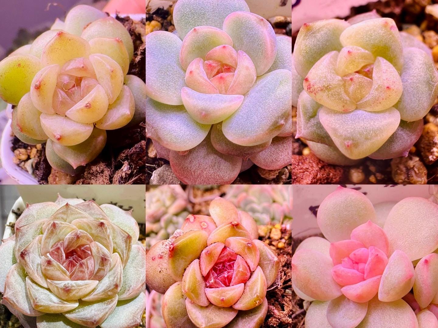 10 Seeds MIX Echeveria Candy Heart collection New Hybrids Mix Succulent Seed Purple Succulents Meaty Plants