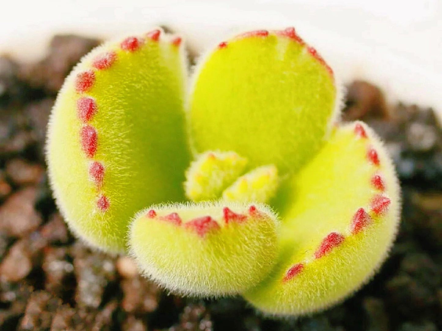 10 Seeds Cotyledon tomentosa ’Bear’s Paw’ Succulent Seed lovely Succulents Meaty Plants
