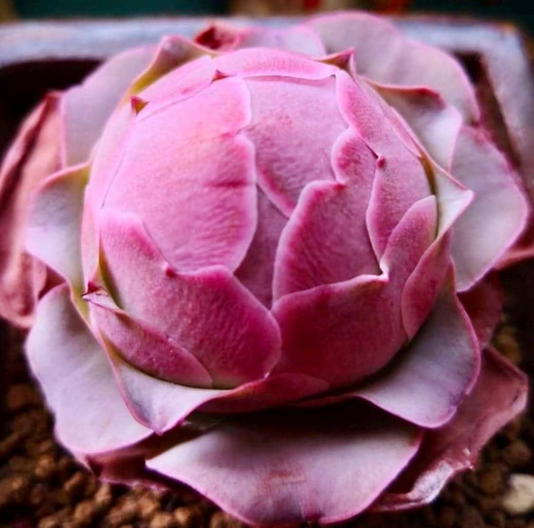 10 Seeds Greenovia Aurea sp La Palma Seeds: Rare Pink Mountain Rose Succulent