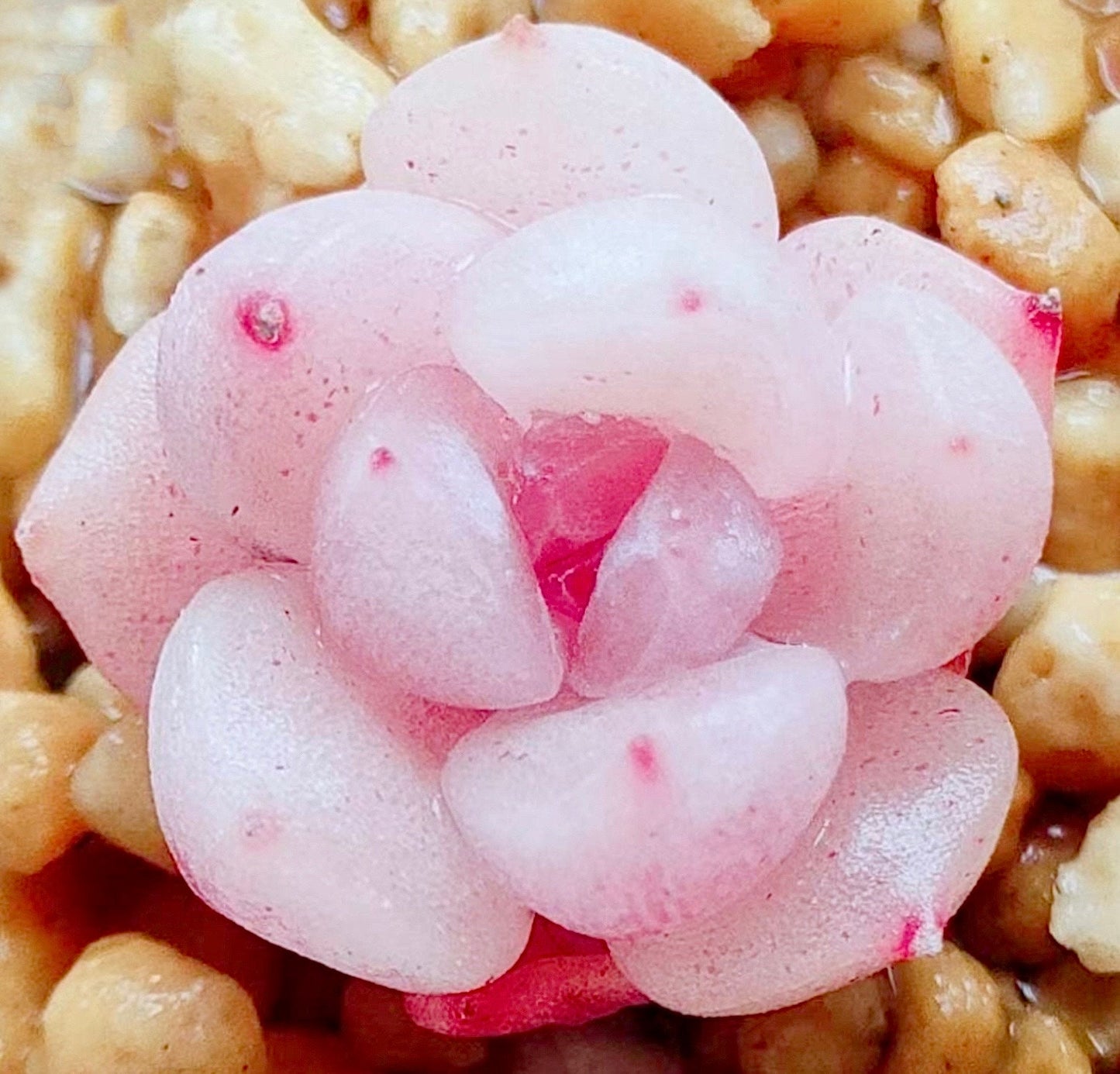 10 Seeds Echeveria 'Strawberry Jam' Seeds: Rare Pink Succulent