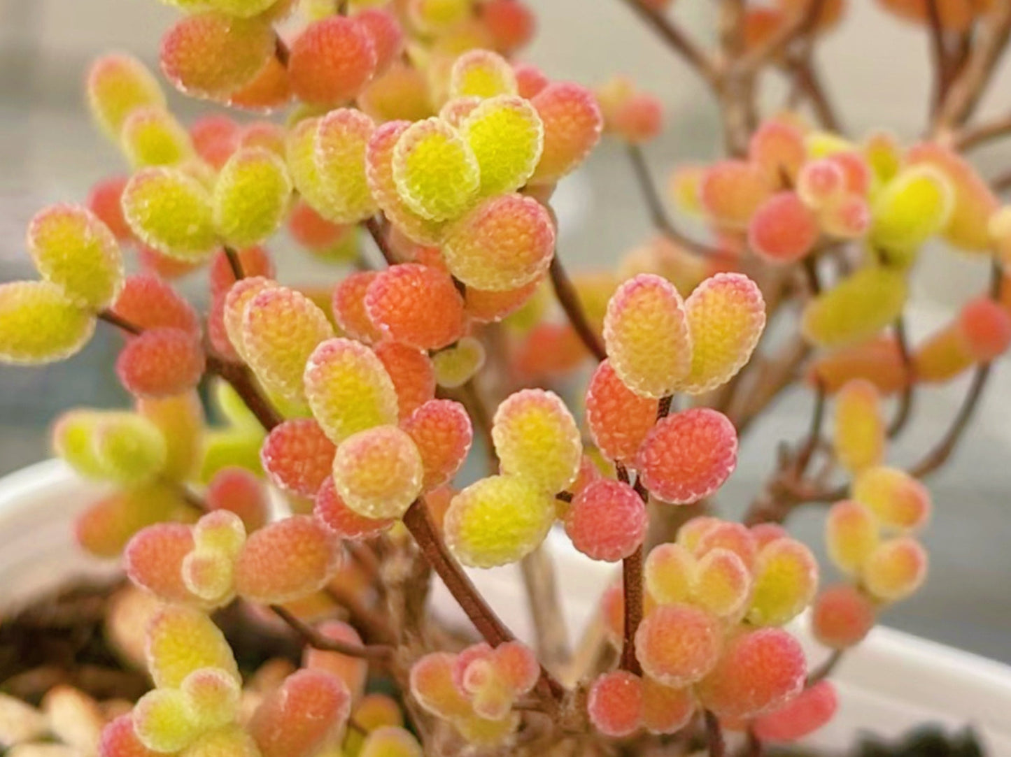 10 Seeds Drosanthemum globosum Very Rare Succulent Seed Pink Succulents Meaty Plants