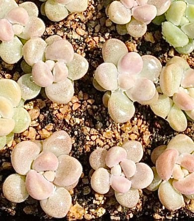 10 seeds Graptopetalum mendozae X Echeveria Laui New Hybrid Hybrids Seed Rare Succulent Plant