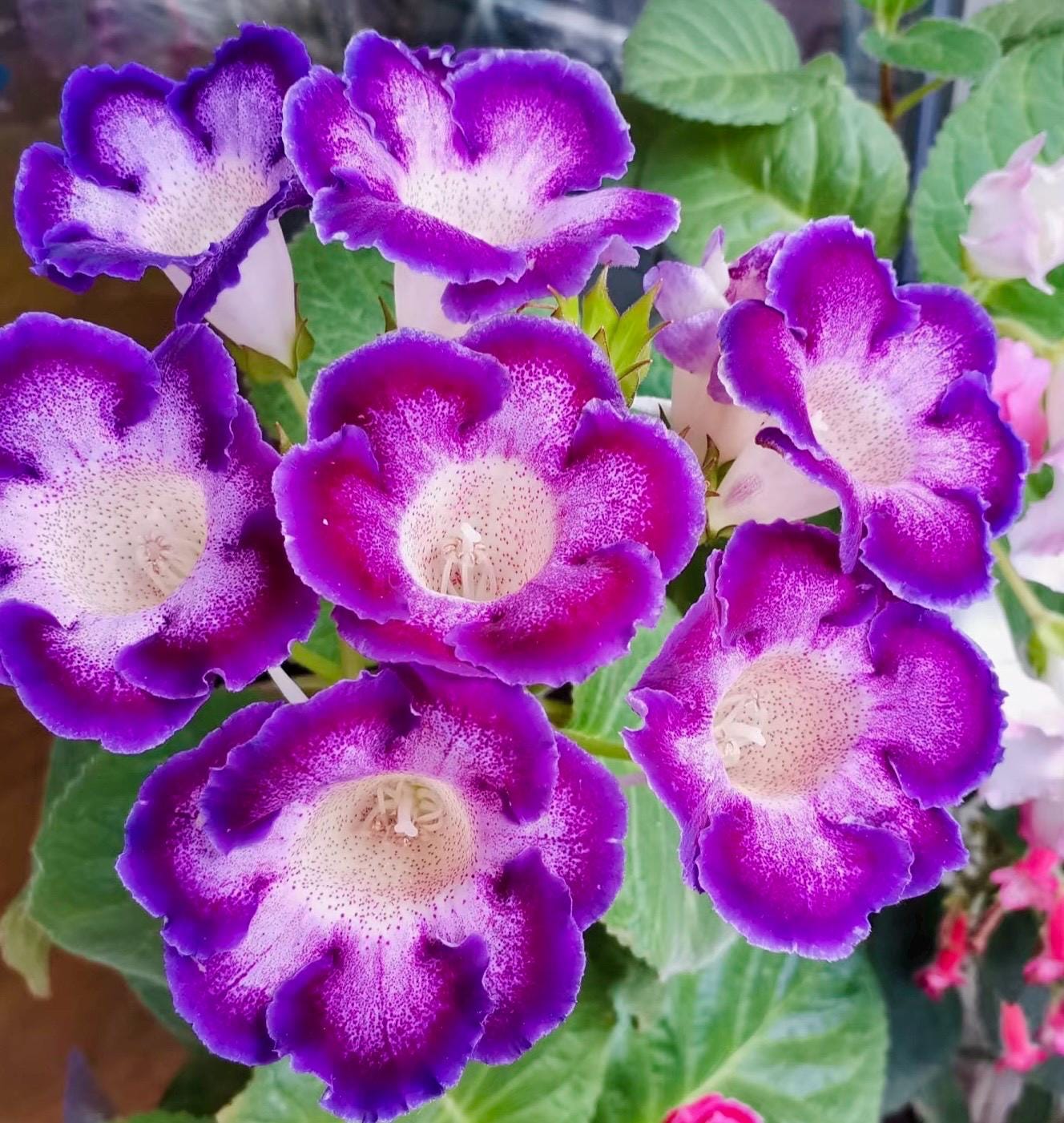10 Seeds Mix Gloxinia Sinningia Speciosa Hybrid: Pink, Purple, Red Blooms