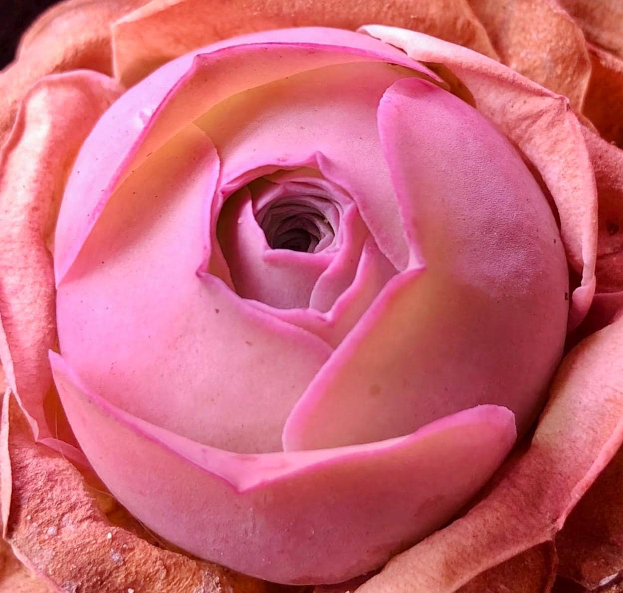 10 Seeds Greenovia Aurea sp La Palma Seeds: Rare Pink Mountain Rose Succulent