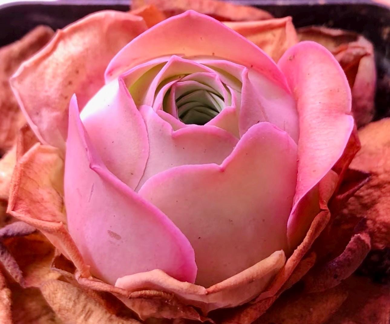 10 Seeds Greenovia Aurea sp La Palma Seeds: Rare Pink Mountain Rose Succulent