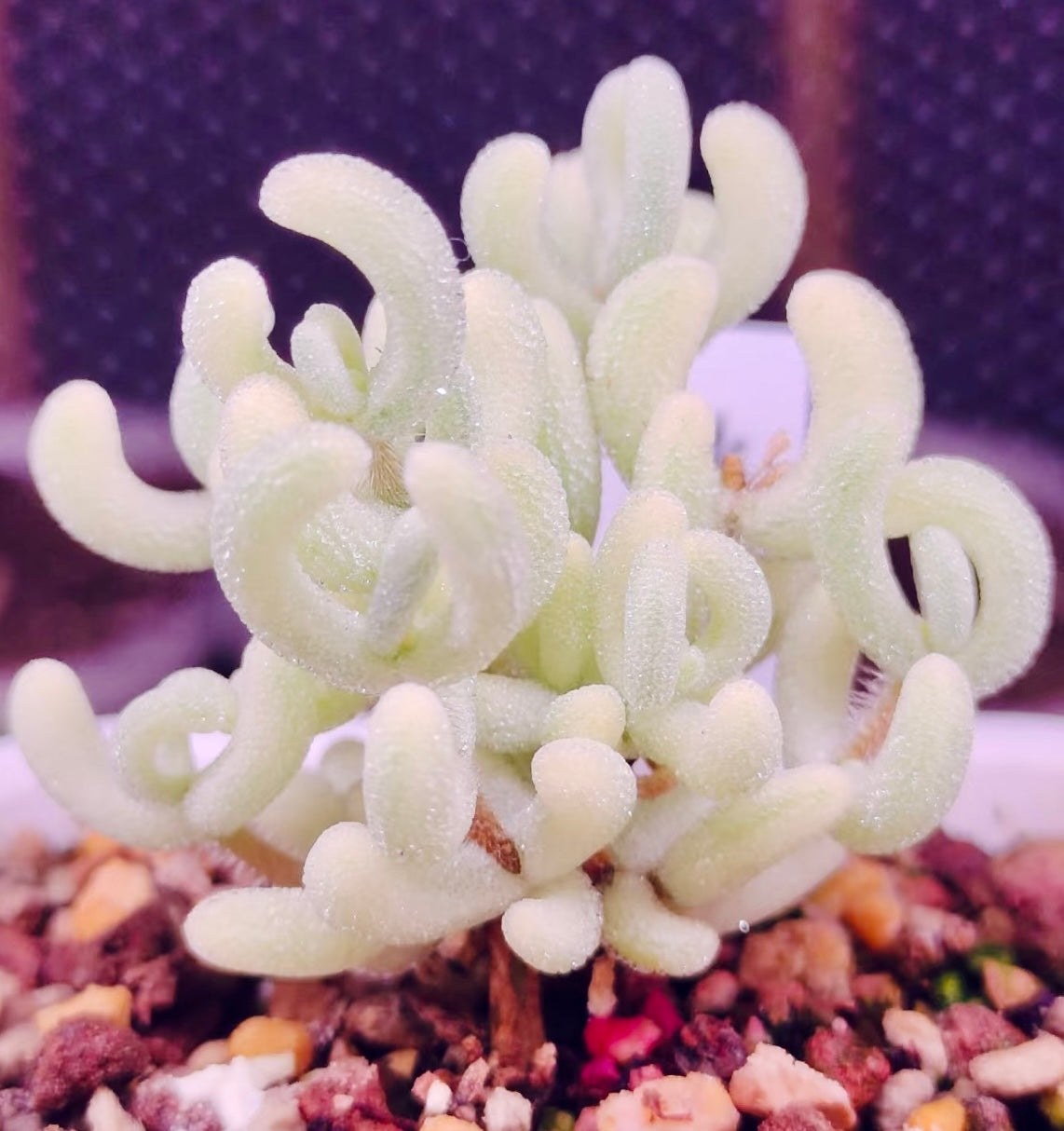 10 Seeds, Variegated Drosanthemum floribundum ‘White Crystal’, Succulent seed