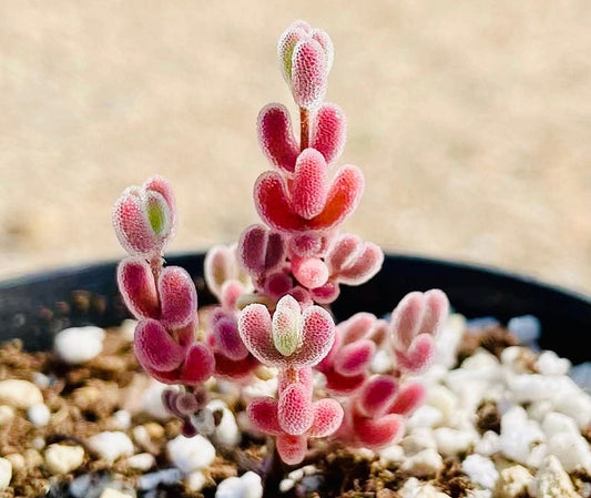 10 Seeds 1491.16-Drosanthemum sp SB1410 Rare Succulent Seed Pink Succulents Meaty Plants