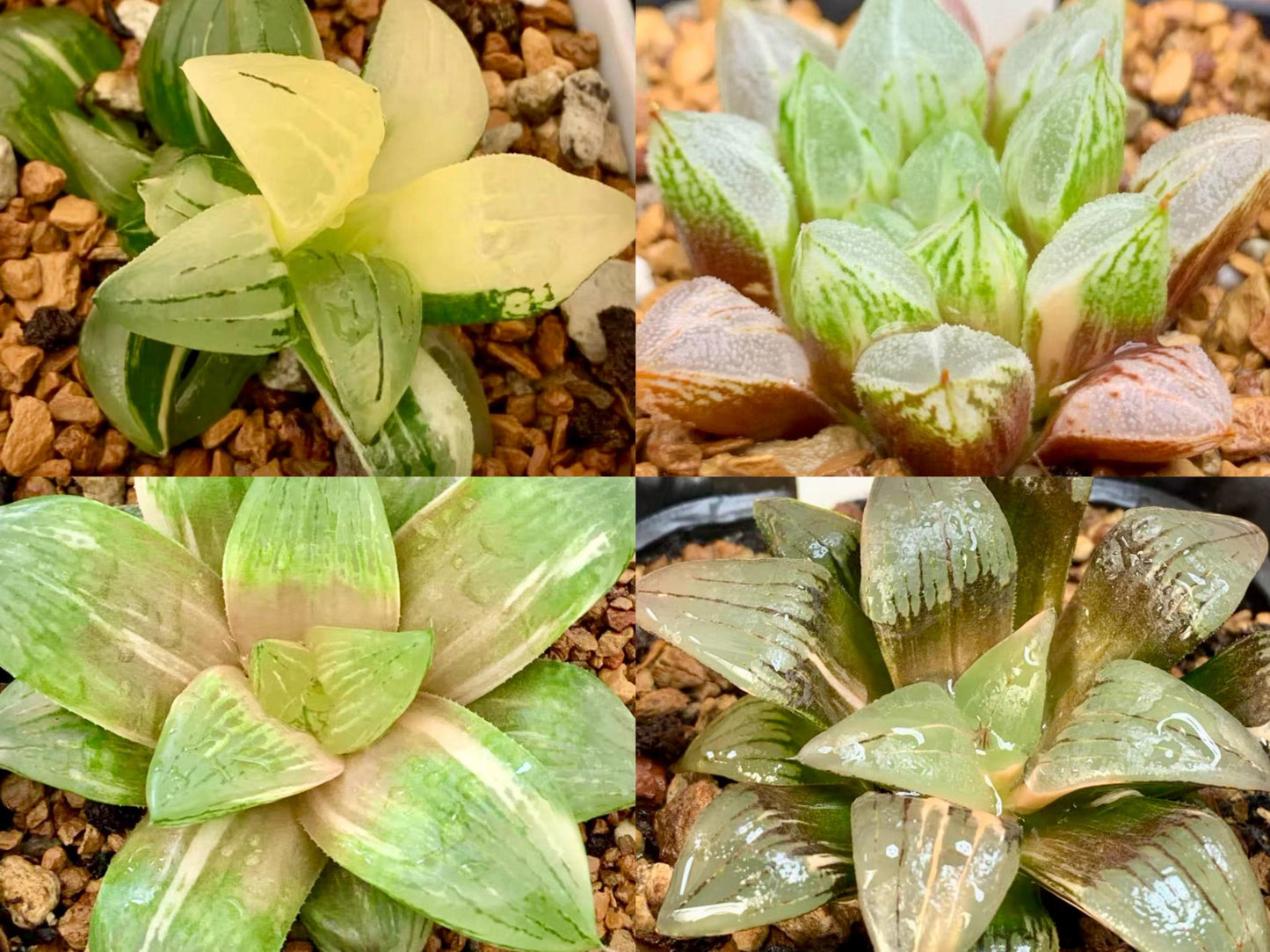 10 MIX Seeds Variegated Haworthia Emelyae / Picta sp seed Very Rare Succulent Meaty Plant
