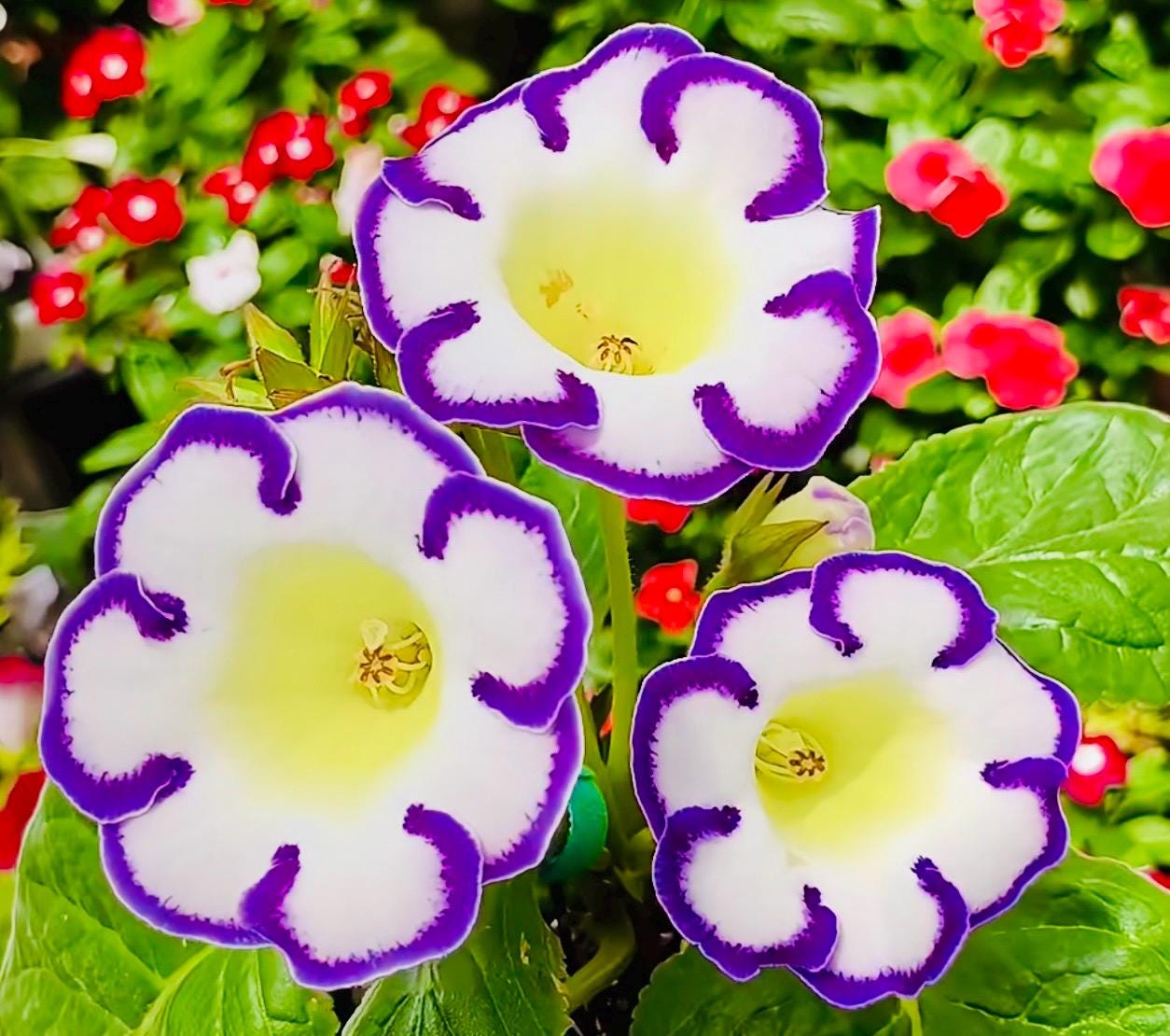 10 Seeds of Rare Gloxinia Sinningia Speciosa 'Velvet Loop' Hybrid | Velvet Blooms, Collector's Choice | Premium Easy-Care Houseplant