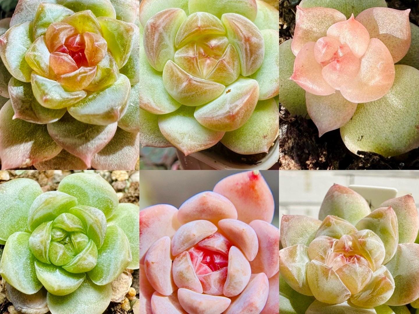 10 Seeds MIX Echeveria Candy Heart collection New Hybrids Mix Succulent Seed Purple Succulents Meaty Plants