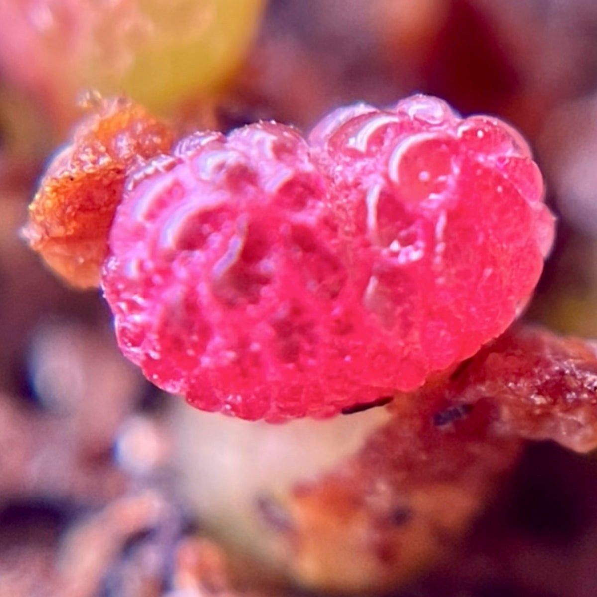 10 Seeds Diplosoma luckhoffii (Maughaniella luckhoffii) Seeds – Duckfoot Mesemb