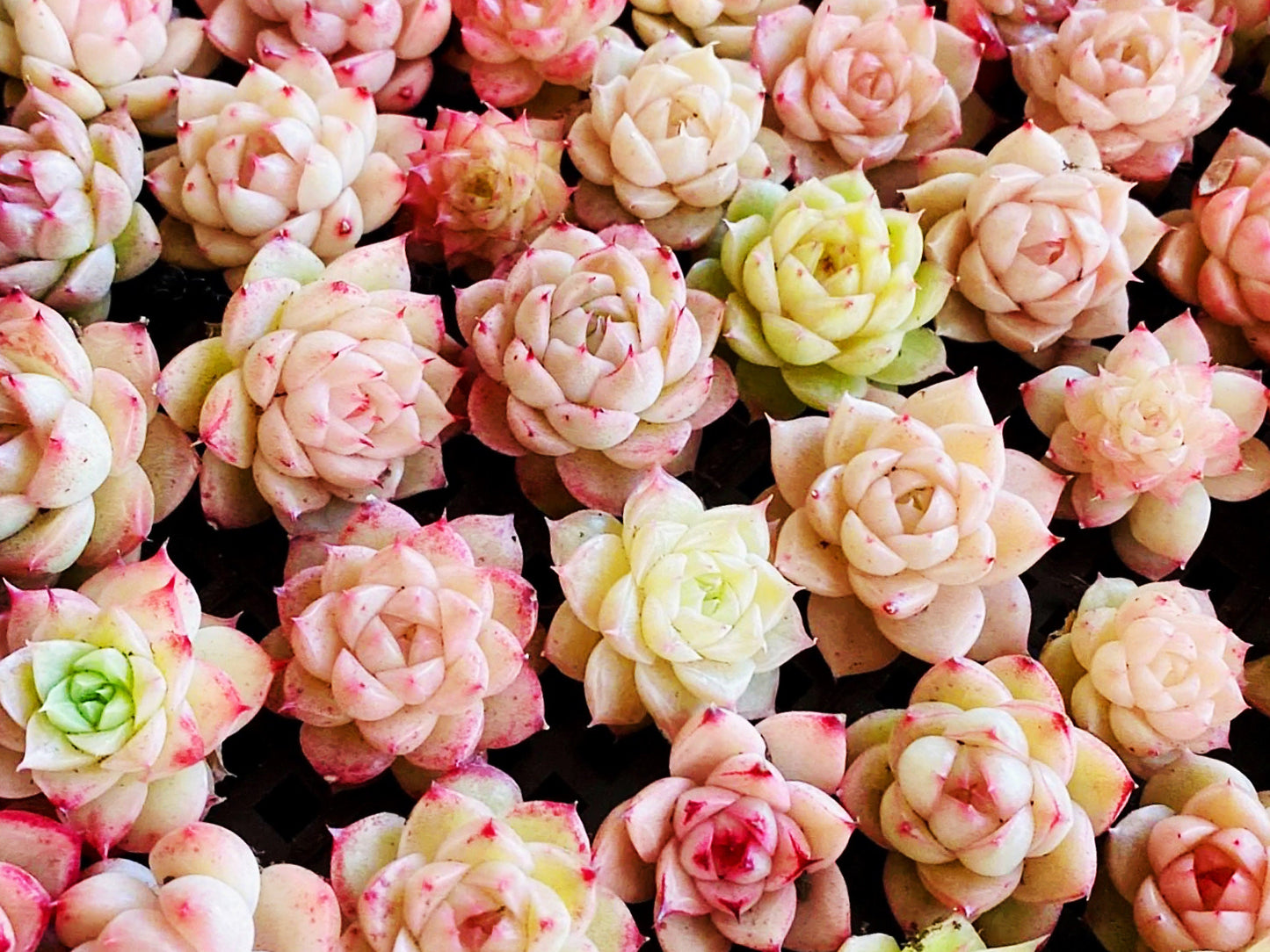 10 Seeds MIX Echeveria 'Malgan' wheat straw sp New hybrid rare Succulent Meaty Plants