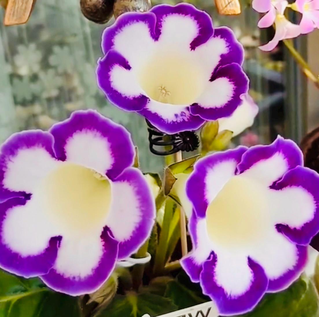 10 Seeds of Rare Gloxinia Sinningia Speciosa 'Velvet Loop' Hybrid | Velvet Blooms, Collector's Choice | Premium Easy-Care Houseplant