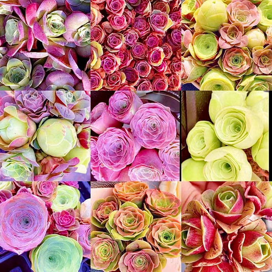 10 Seeds Rare Mountain Rose Seed MIX Greenovia Succulent Pink Purple Bonsai Plant Flower Succulents Meaty Plants