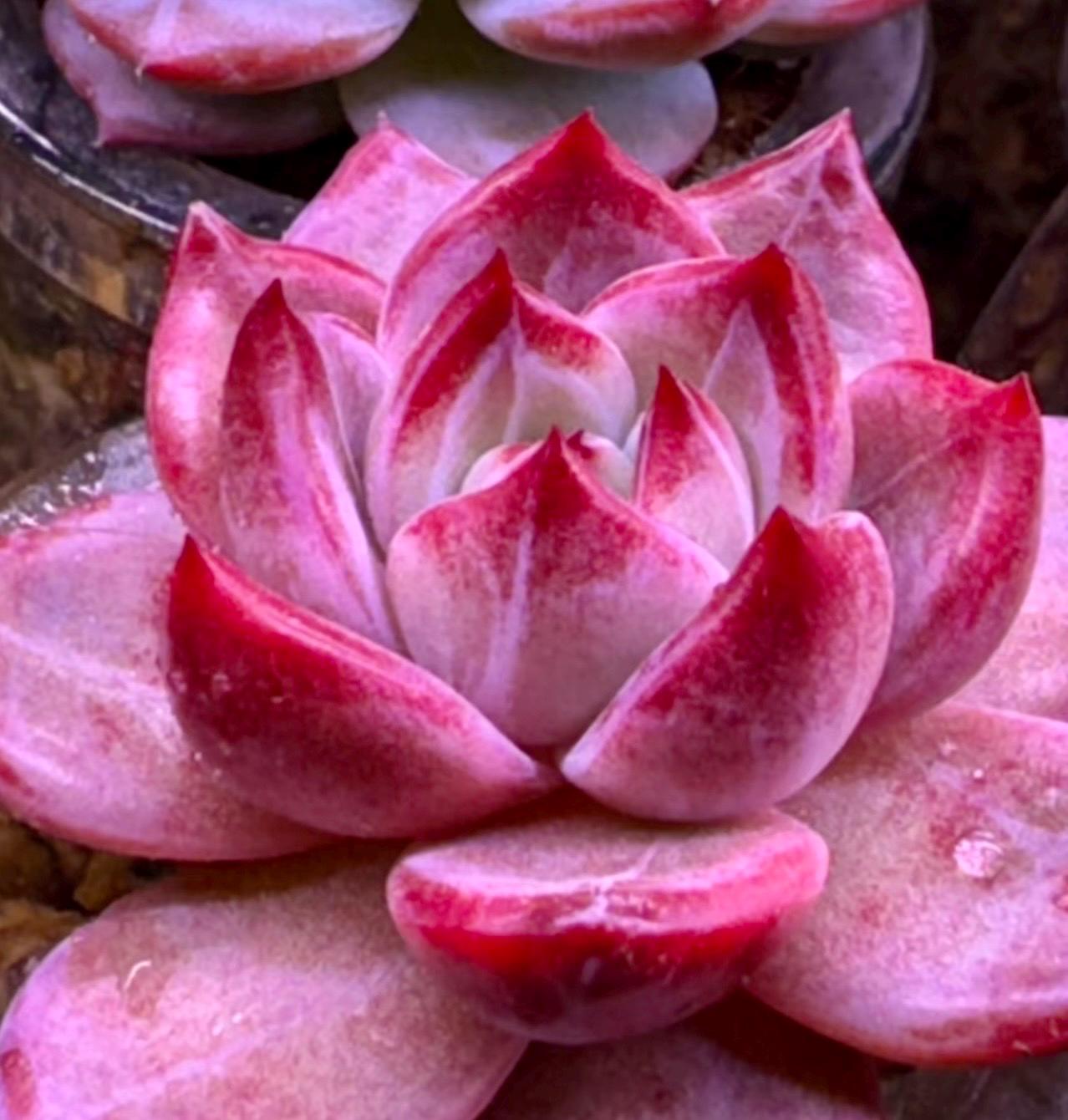 10 Seeds xPachyveria 'Elaine' X Echeveria rubin Rare hybrid New Succulent Plant