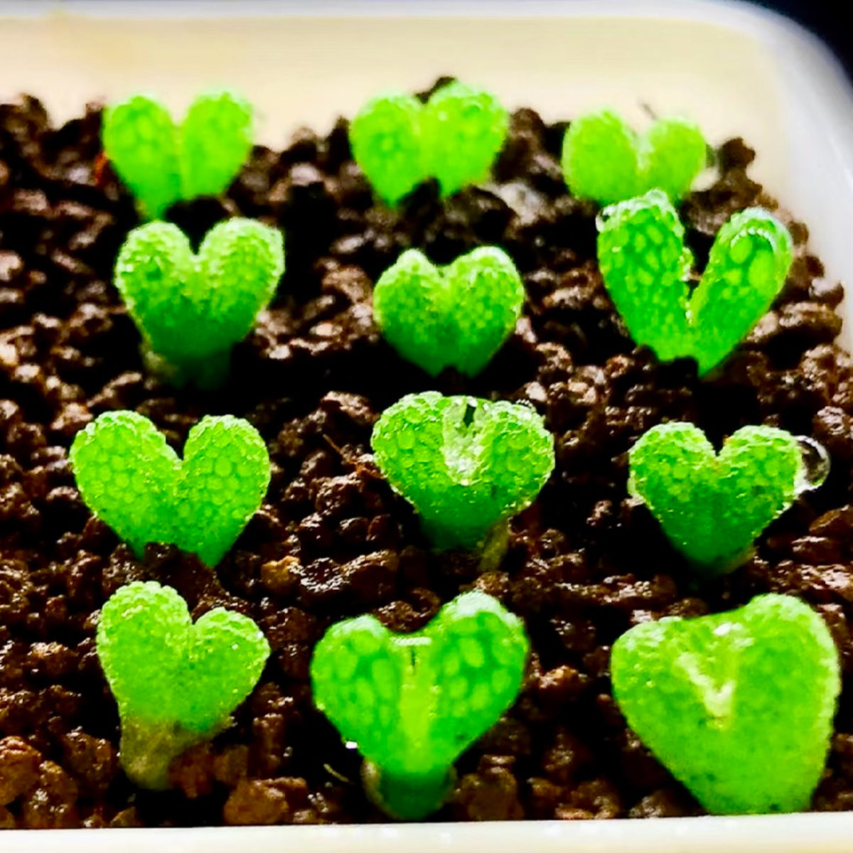 10 Seeds Diplosoma luckhoffii (Maughaniella luckhoffii) Seeds – Duckfoot Mesemb