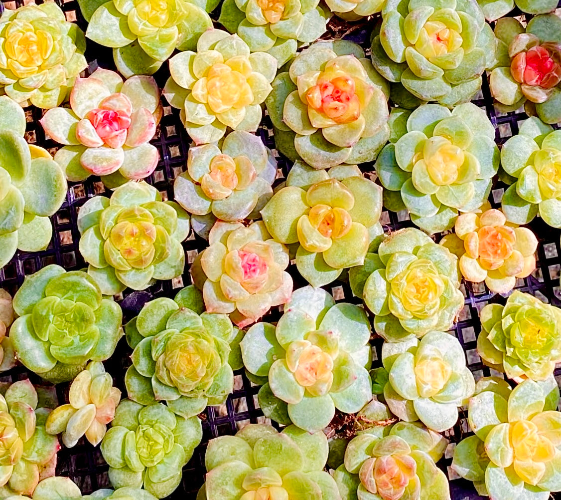 50 seeds Succulent Echeveria Hybrid Mix – Colorful Varieties – Easy to Grow