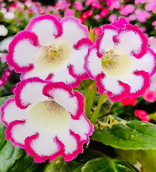 10 Seeds of Rare Gloxinia Sinningia Speciosa 'Pink Loop' Hybrid | Pink Blooms, Collector's Choice | Premium Easy-Care Houseplant