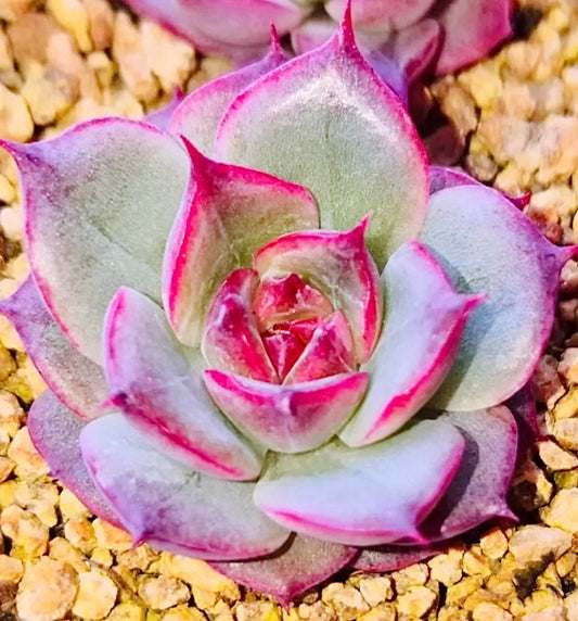 10 Seeds Echeveria purple halbingeri X rubin New hybrid Rare Succulent Plant