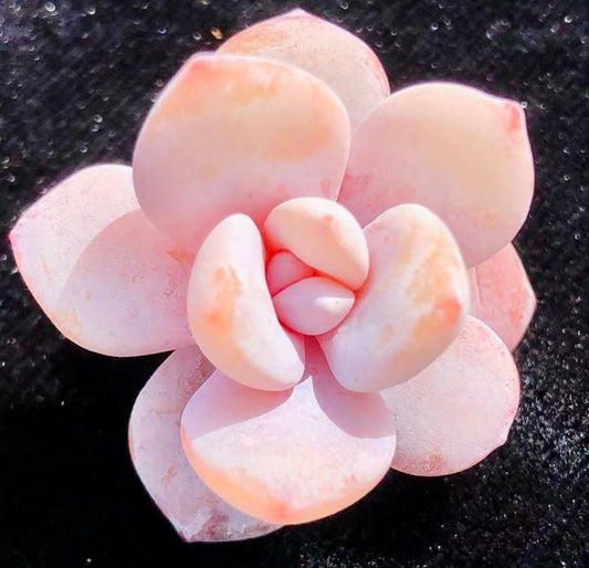 10 seeds Echeveria Pink Laui Lauii Seed Rare Succulent Plant