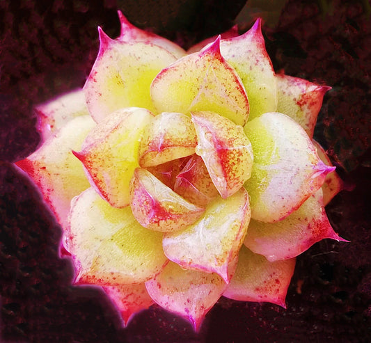10 Seeds Echeveria Blood Maria (Black Queen, Black rose) X Chihuahuaensis Hybrids Succulent Plant
